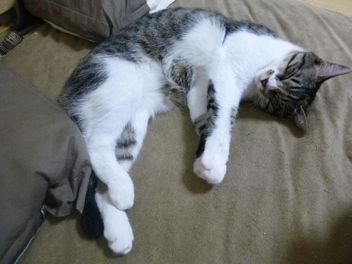 澳网复辟，纳达尔的黄昏王朝与硬地王权交接