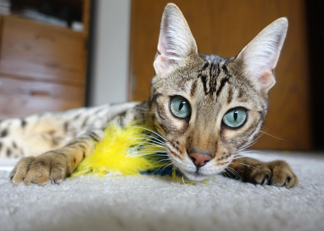 欧文关键时刻定乾坤，快船硬仗力克广东队