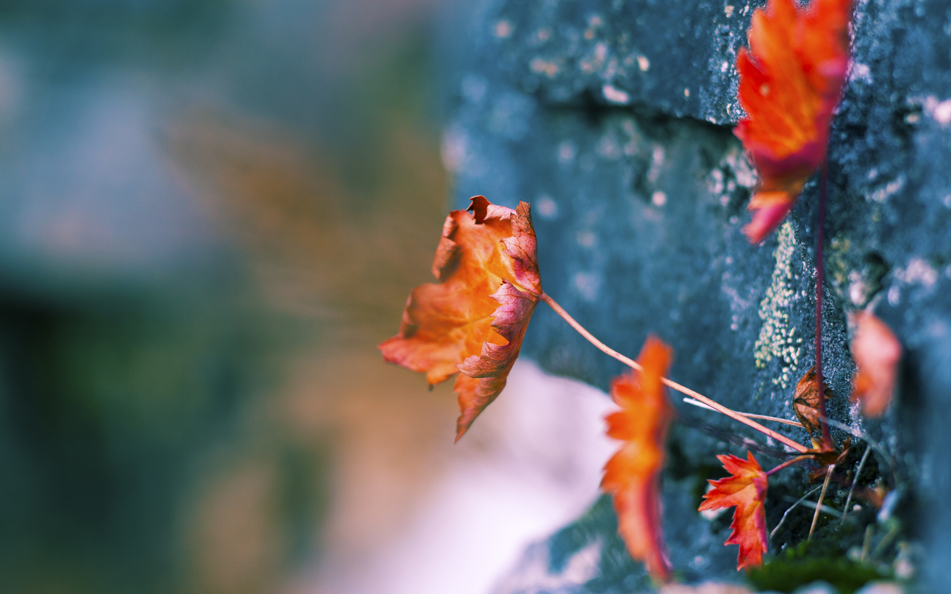 独行侠的黄昏与库里的黎明，当团队铁壁扼杀悬念，个人神迹点亮星空