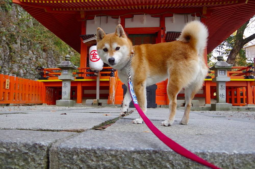 跨越时空的巅峰对决，当麦迪逊广场化身伯纳乌