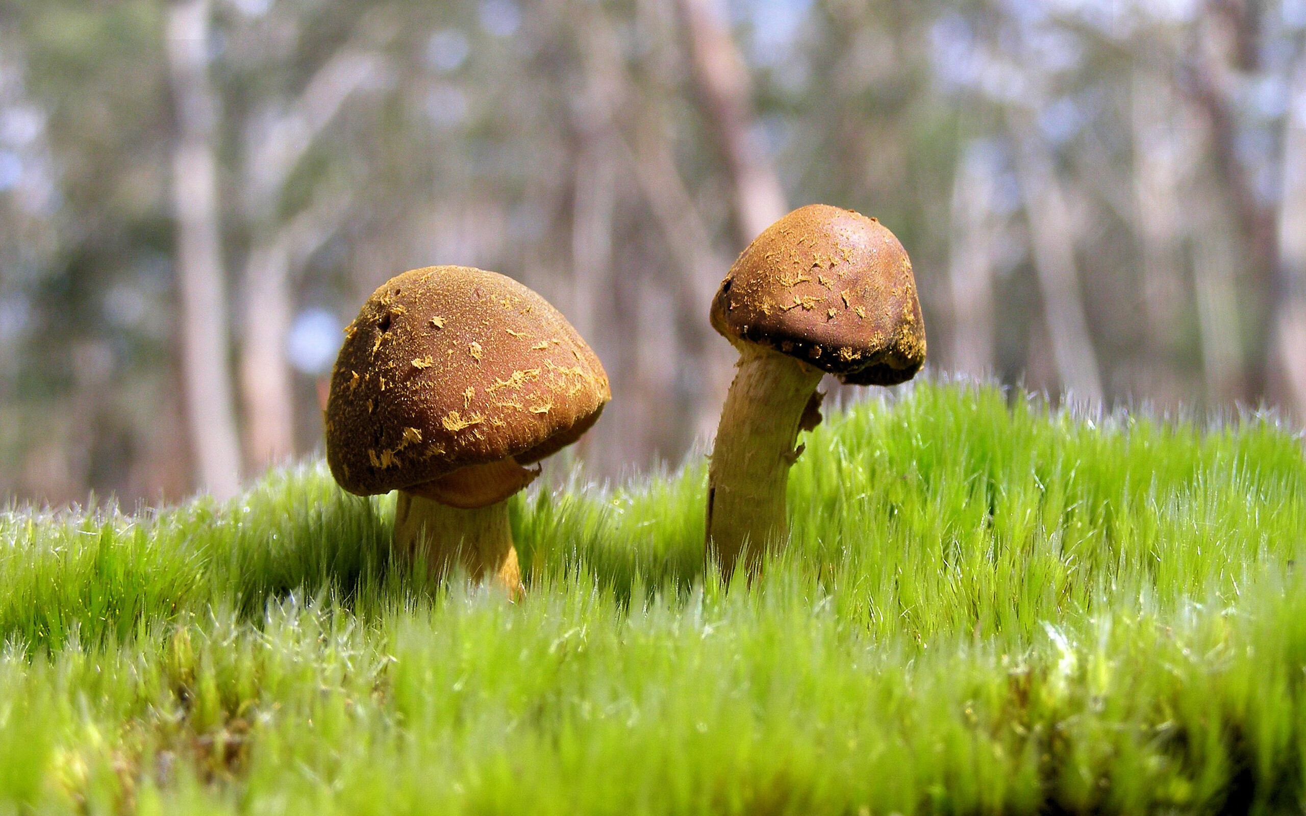 体育日焦点，F1街道赛激战正酣，切尔西提前夺冠，委内瑞拉新星闪耀