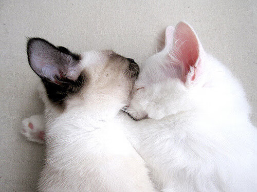 冰与火之歌,帕尔默的灵焰穿越挪威的冰封防线