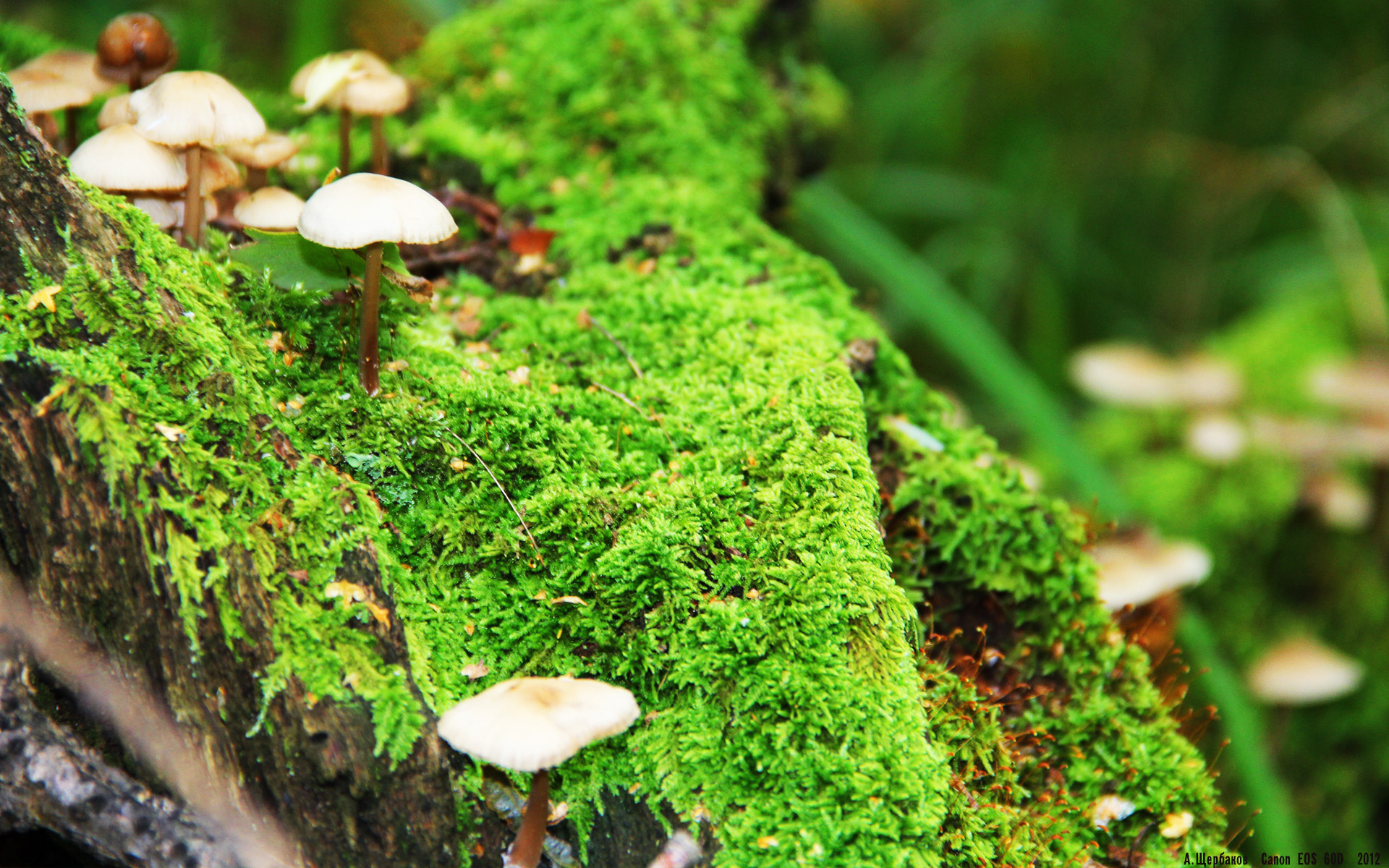 埃及法老东渡，扶桑剑客封神，一场改写足球版图的欧冠决赛