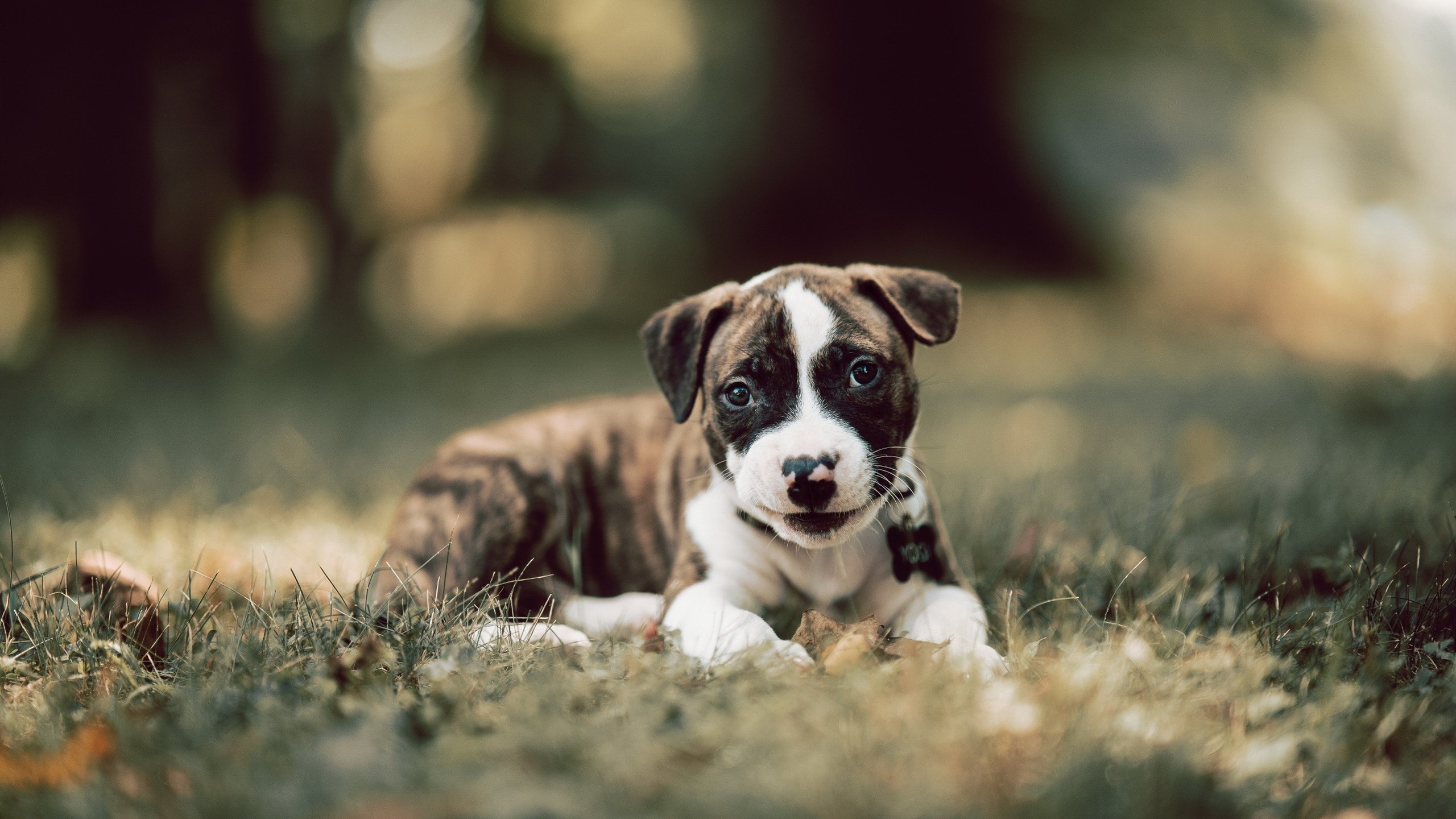世界之巅的砝码，当布鲁诺在雨夜改写两个国家的足球命运