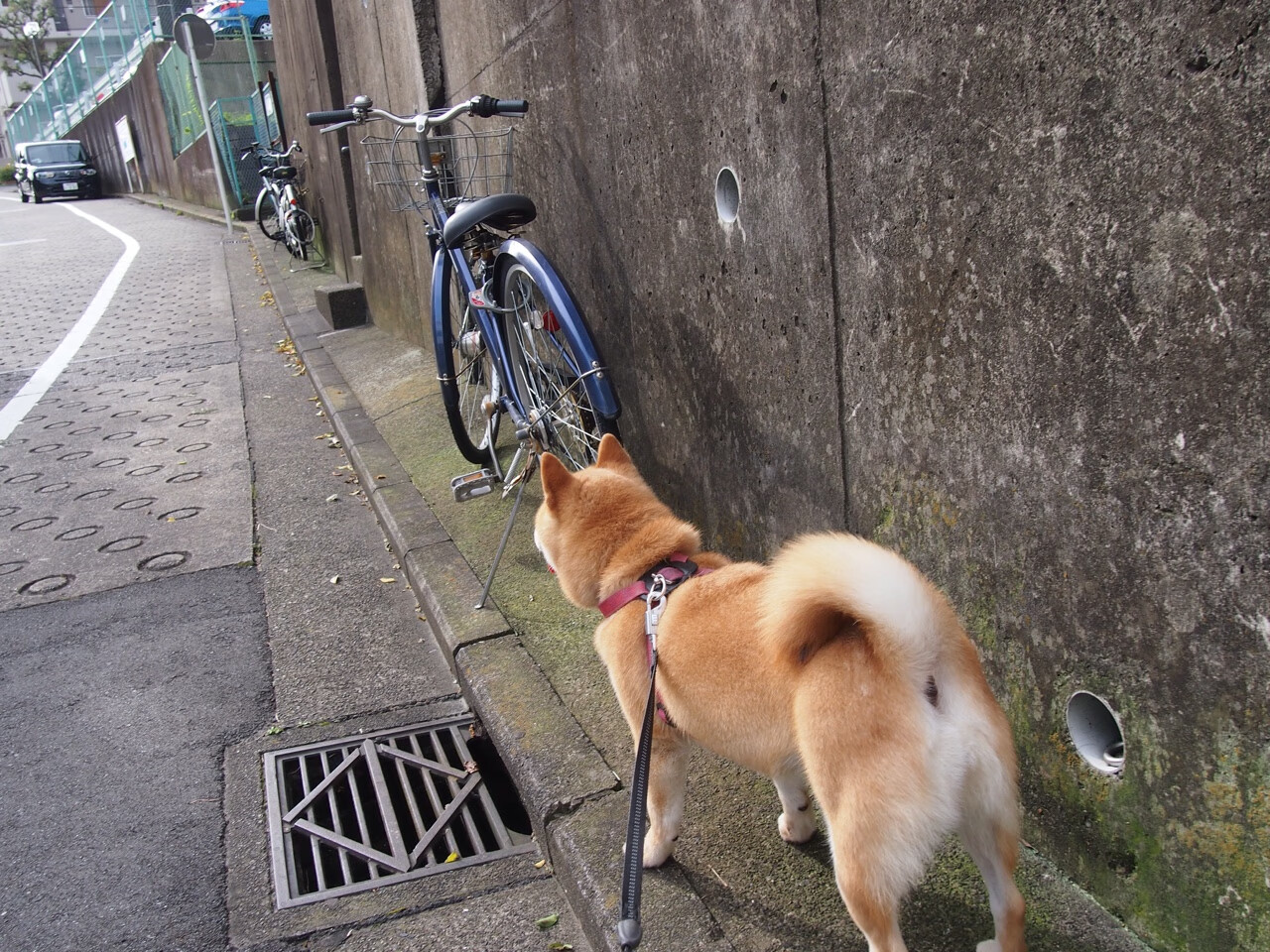 奥运周期关键焦点战，雷恩强压苏格兰，决胜奥运资格之路
