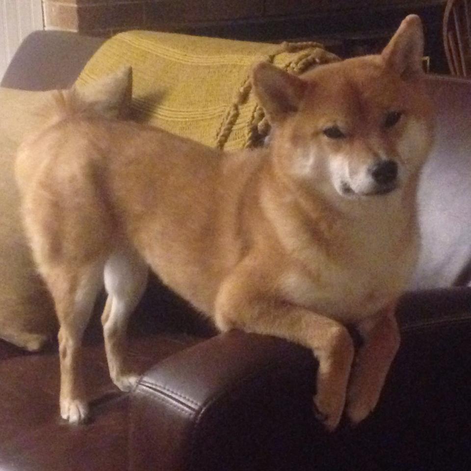 若日尼奥的关键先生表演，澳大利亚完胜洪都拉斯