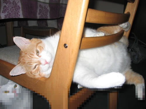 热浪席卷布鲁克林,霍勒迪的后浪时代