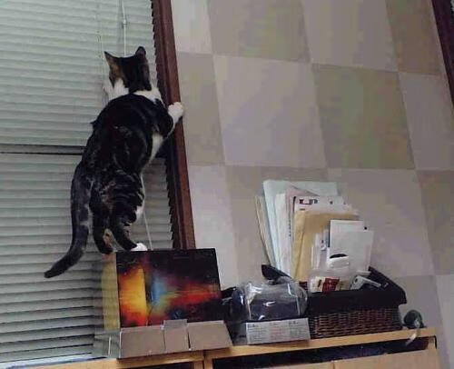 绿茵智慧降临硬木地板，东决关键夜，法比尼奥用足球大脑改写篮球剧本