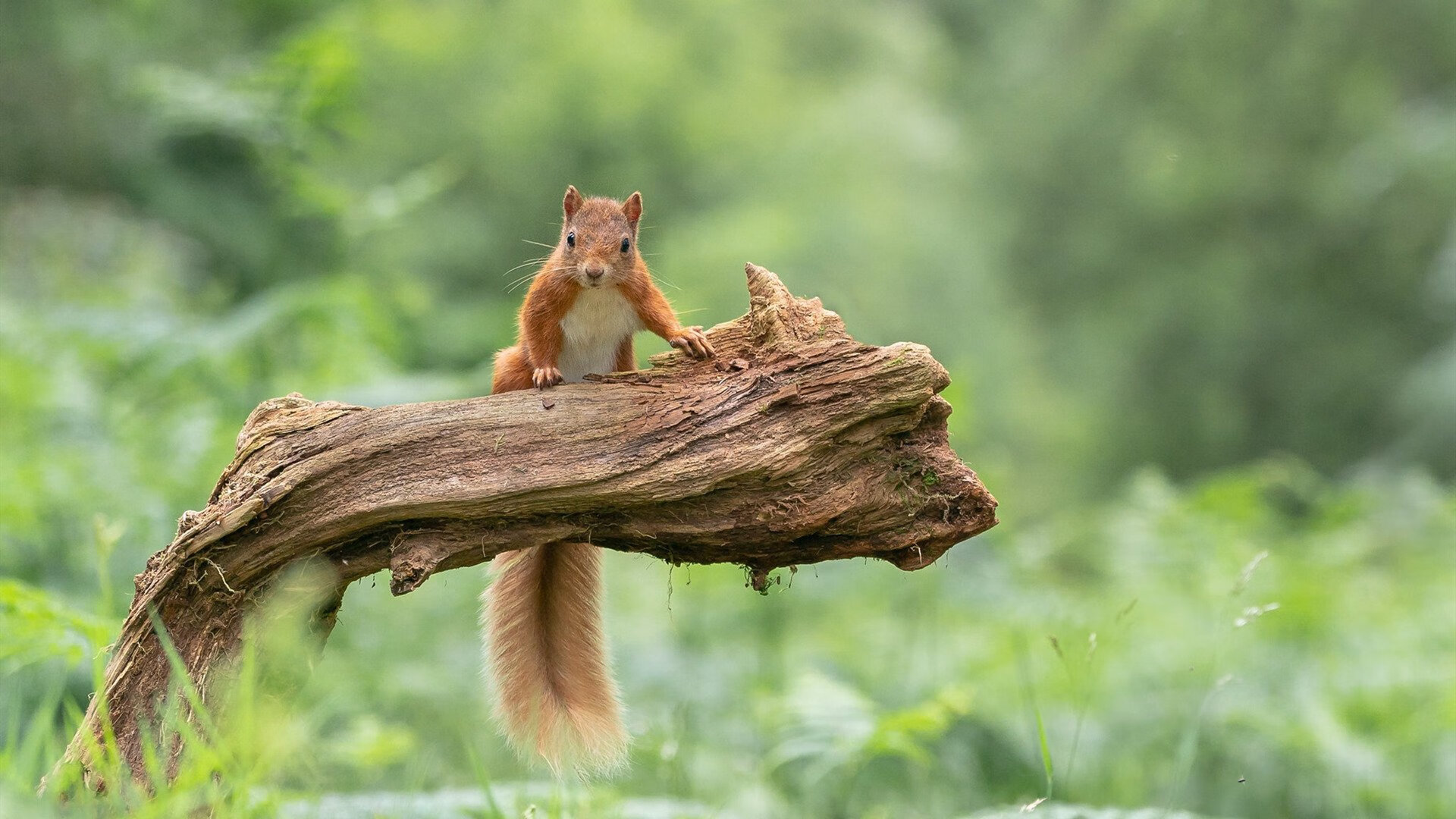 阿劳霍锁死对手,伊朗横扫里昂创历史