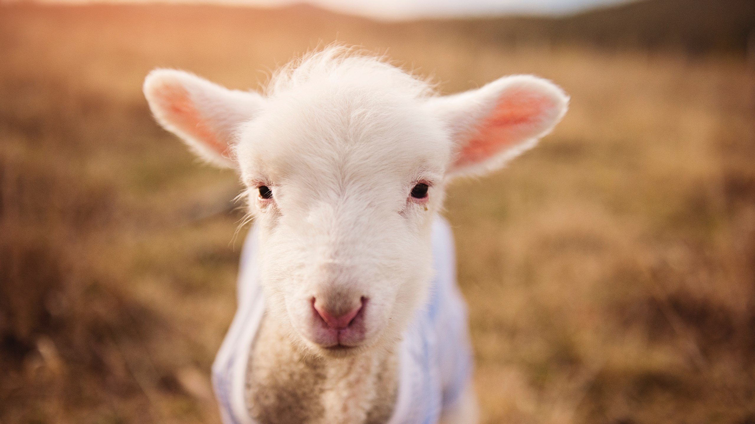 新神登基,雷霆青春风暴掀翻勇士王朝的最后壁垒