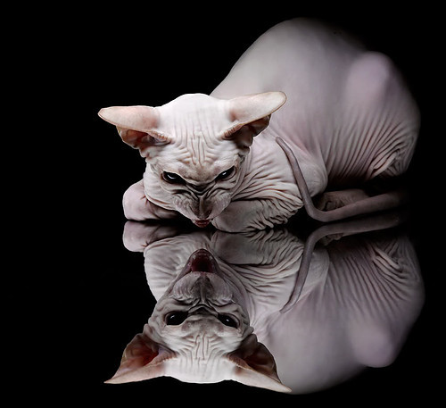 黑暗骑士的绝境逆袭，范弗利特导演魔术，平民之怒击溃绿衫豪门