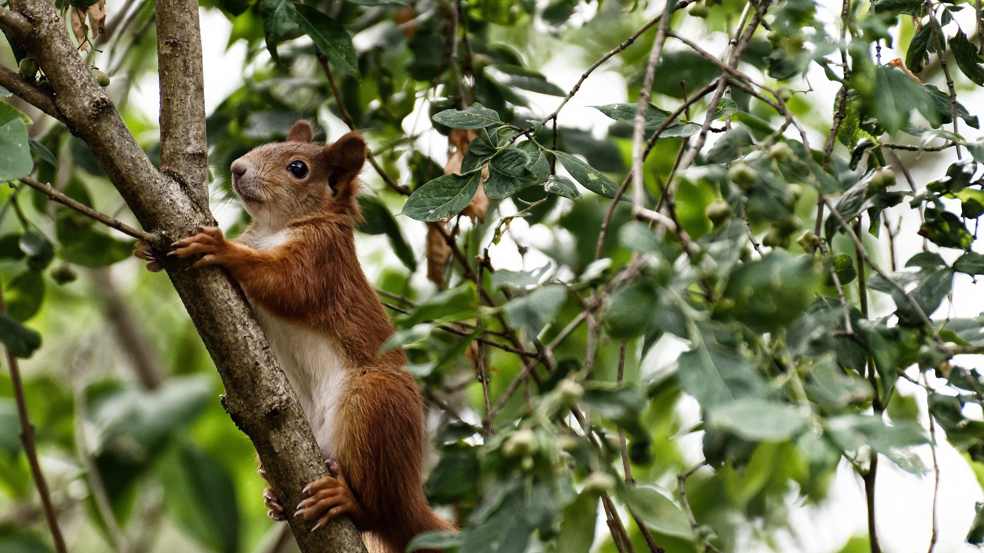 东西碰撞，范弗利特如何用微光点燃国王队的攻防转换