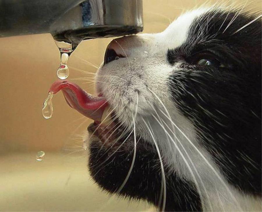 命运之夜的猎豹,2026世界杯B组生死战,喀麦隆撕碎波兰,苏亚雷斯以不朽之光重写传奇